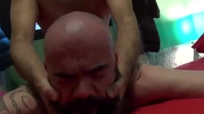 Adult spaniards barebacking